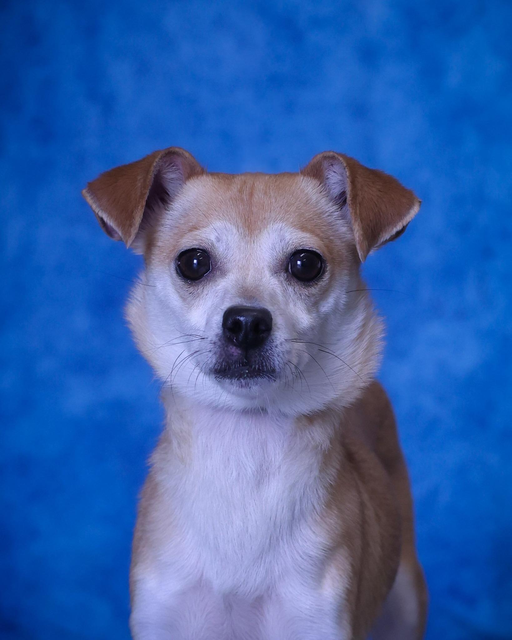 CALIBRI (0497), ADOPTABLE, Young Female Chihuahua.