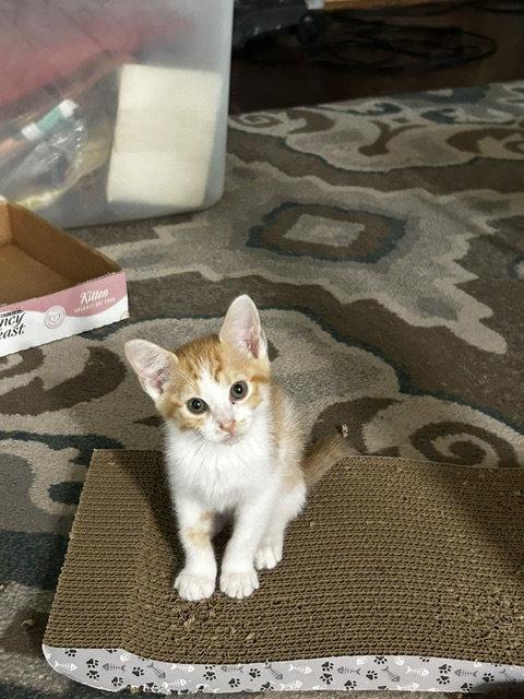 Jack, a Adopted Domestic Short Hair in Orlando, FL image 1/3