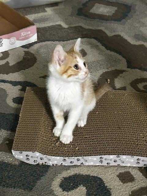 Jack, a Adopted Domestic Short Hair in Orlando, FL image 2/3
