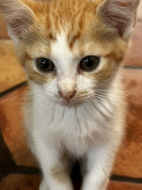 Jack, a Adopted Domestic Short Hair in Orlando, FL image 3/3