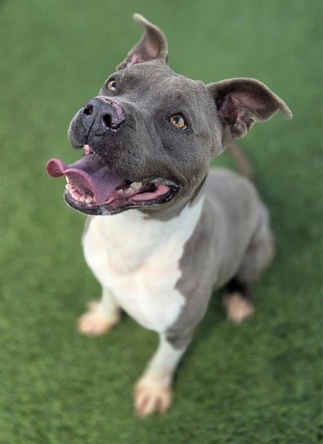 WENDY, Adoptable, Adult Female Mixed Breed.