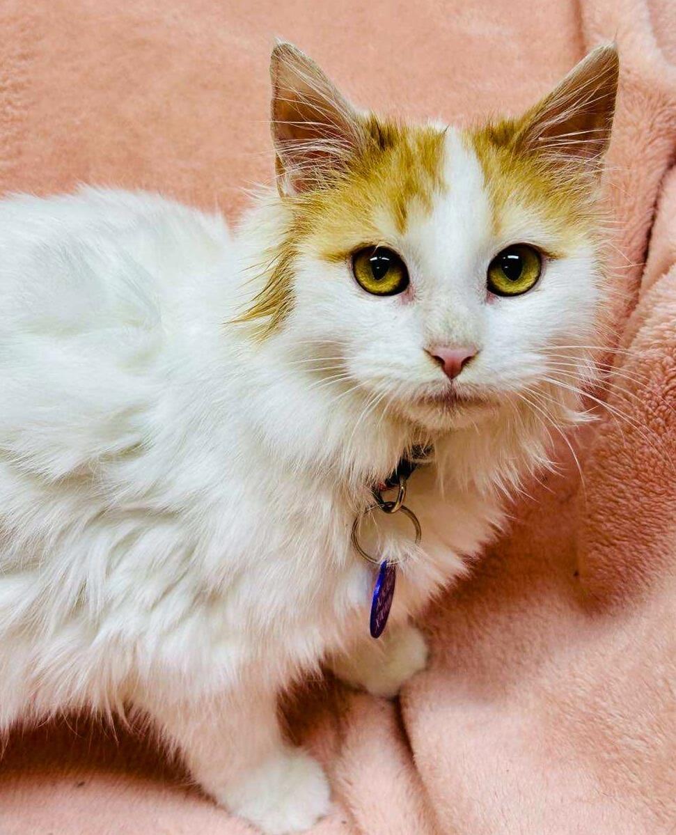 Kamaria , adopted, Kitten Female Domestic Medium Hair.
