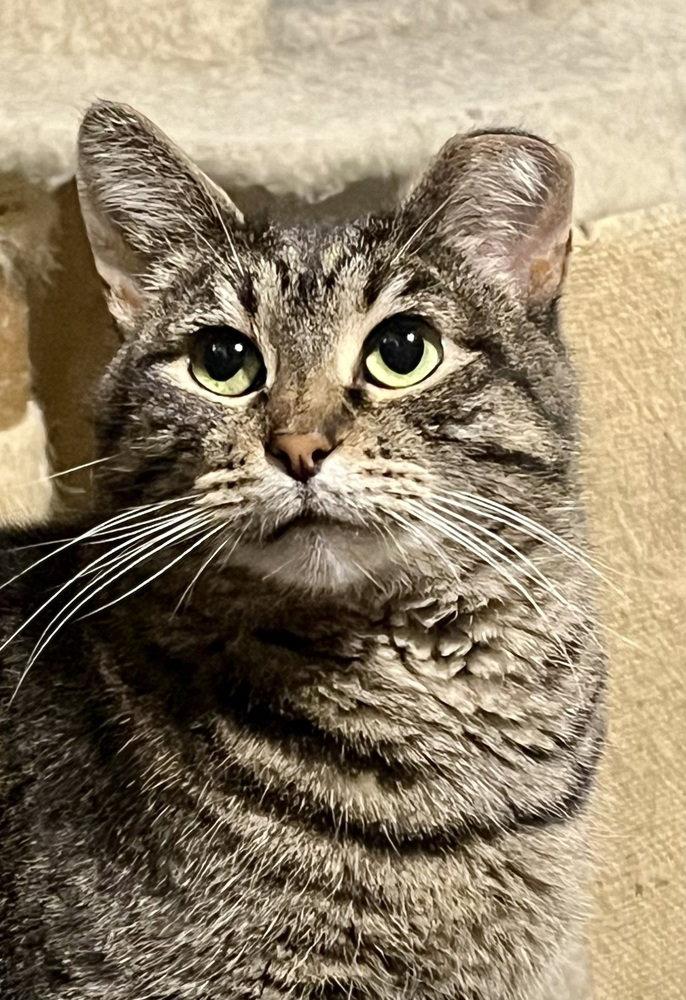 Haley, Adoptable, Adult Female Domestic Short Hair.
