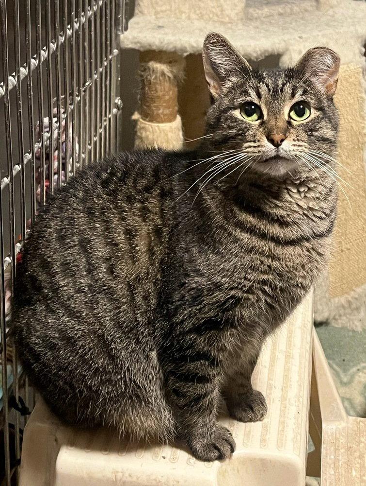 Enlarge Haley, a Adoptable Domestic Short Hair in O'Fallon, MO image 2/3