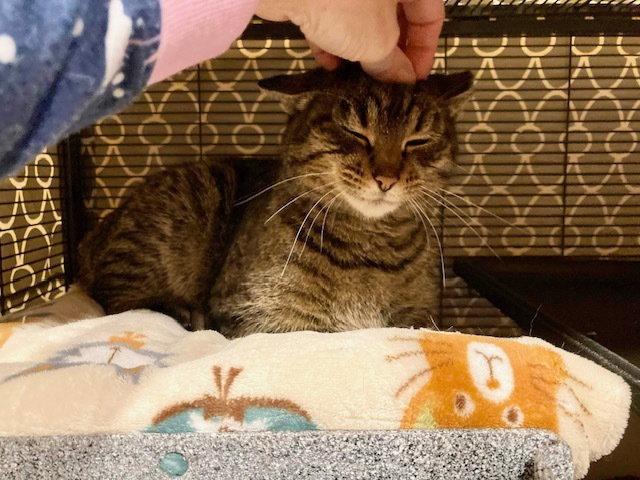 Enlarge Haley, a Adoptable Domestic Short Hair in O'Fallon, MO image 3/3