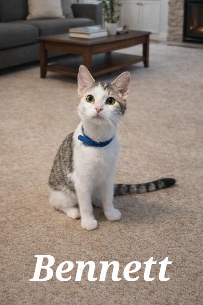 Enlarge Bennett, a Adoptable Domestic Short Hair in Monroeville, PA image 1/1