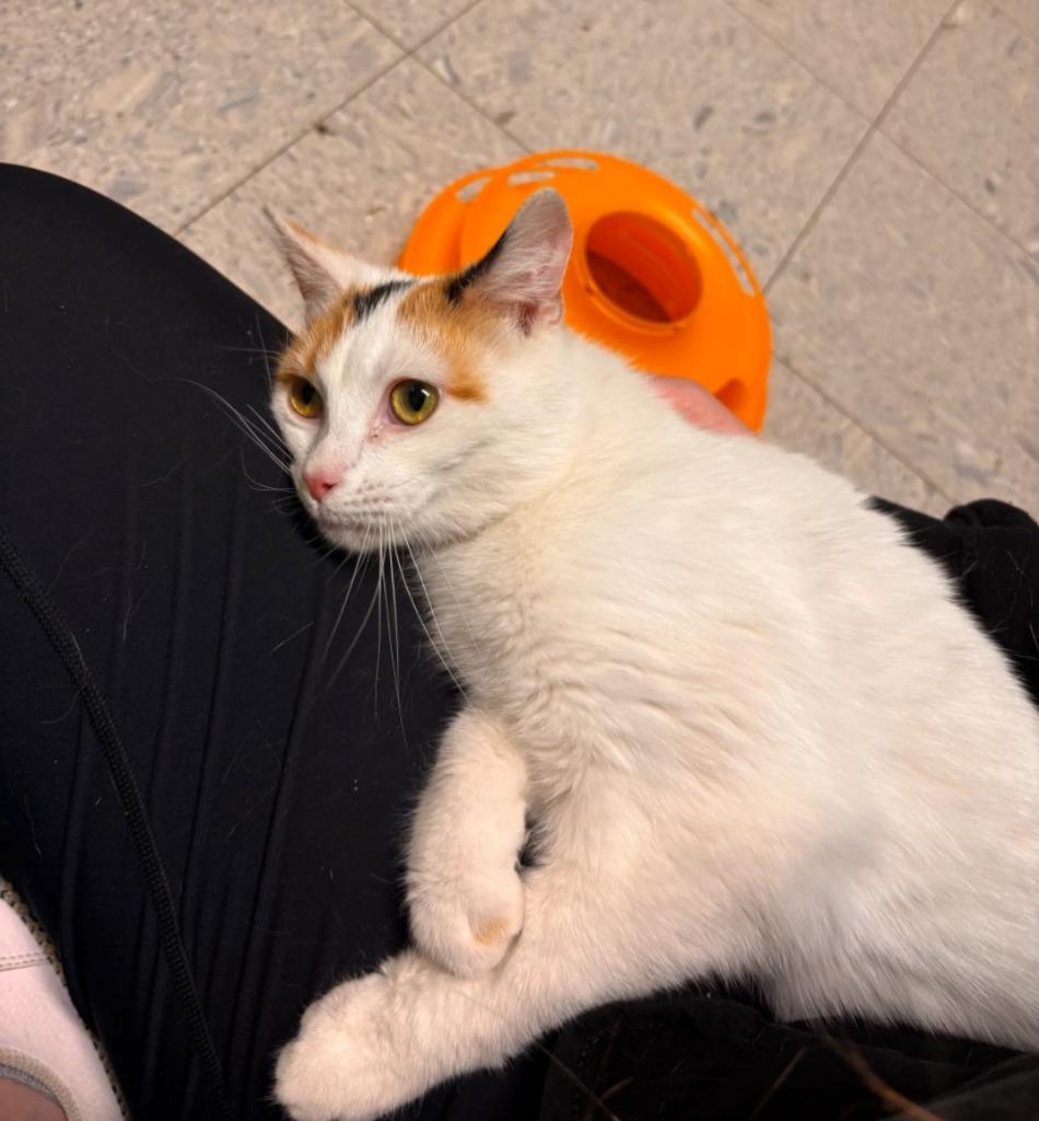 Hera, Adoptable, Young Female Domestic Short Hair.