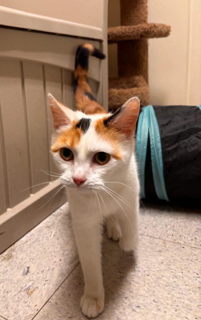 Hera, a Adoptable mixed breed in Sandusky, OH image 2/2