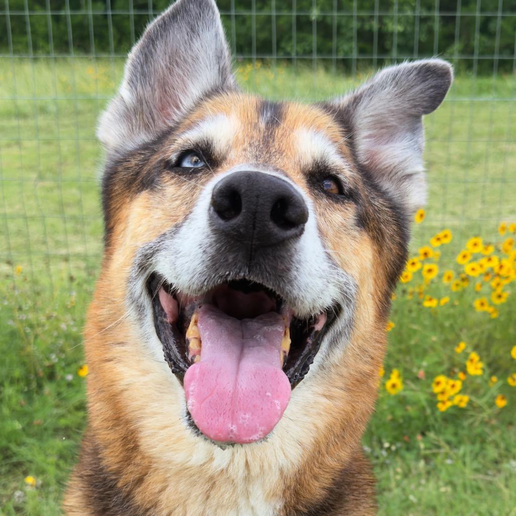 Kilo, a Adoptable Mixed Breed in Leander, TX image 1/6