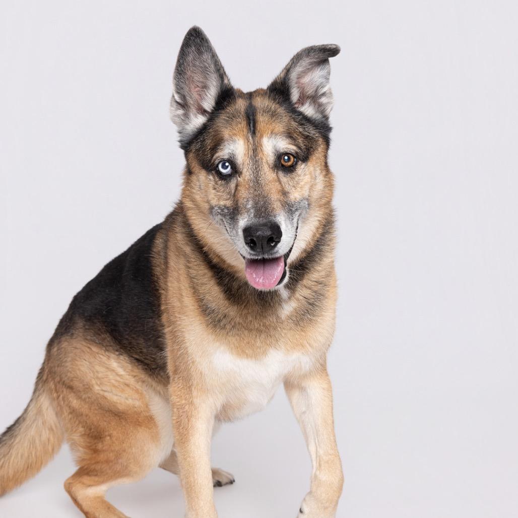 Enlarge Kilo, a Adoptable Mixed Breed in Leander, TX image 1/6