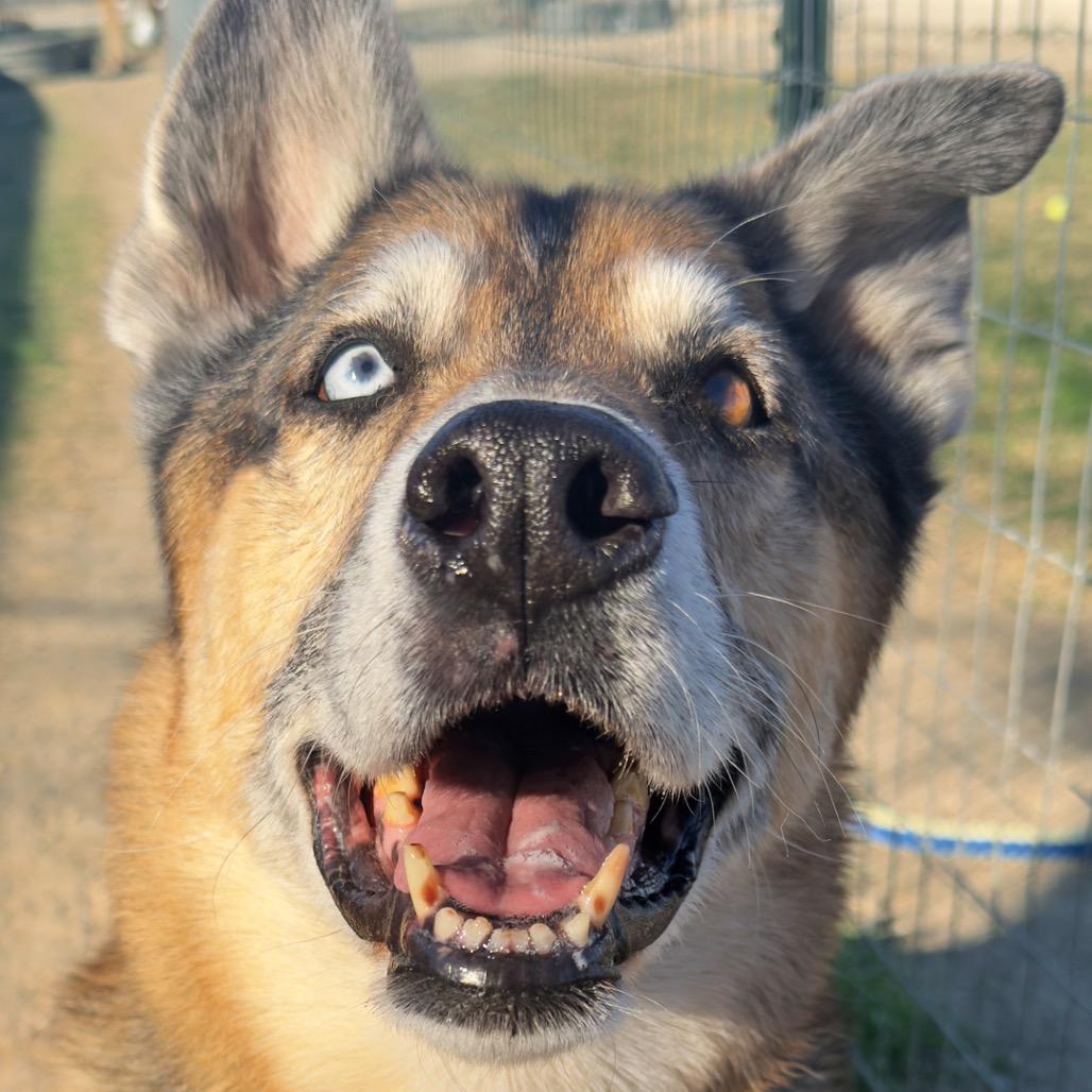 Enlarge Kilo, a Adoptable Mixed Breed in Leander, TX image 2/6