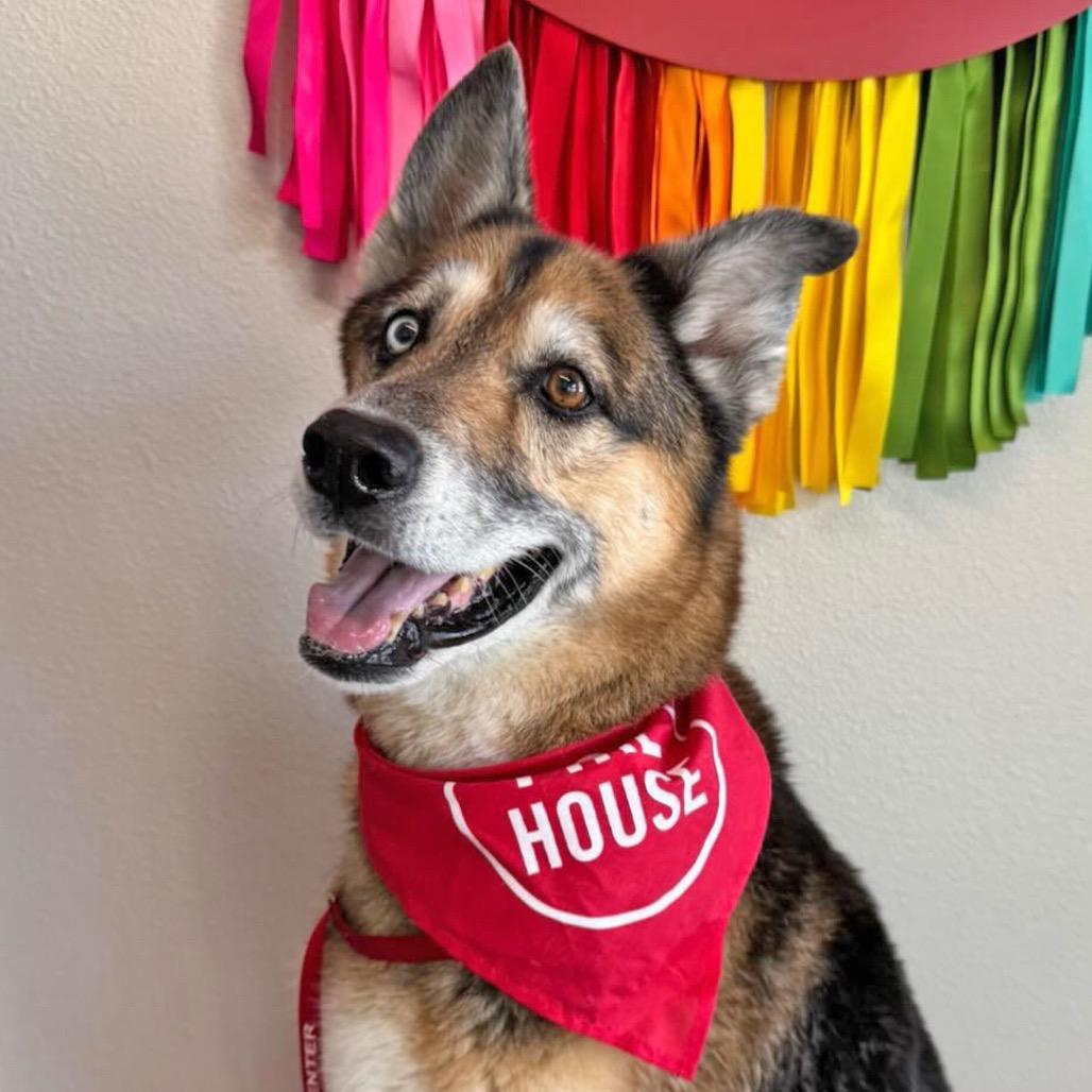 Kilo, a Adoptable Mixed Breed in Leander, TX image 3/6