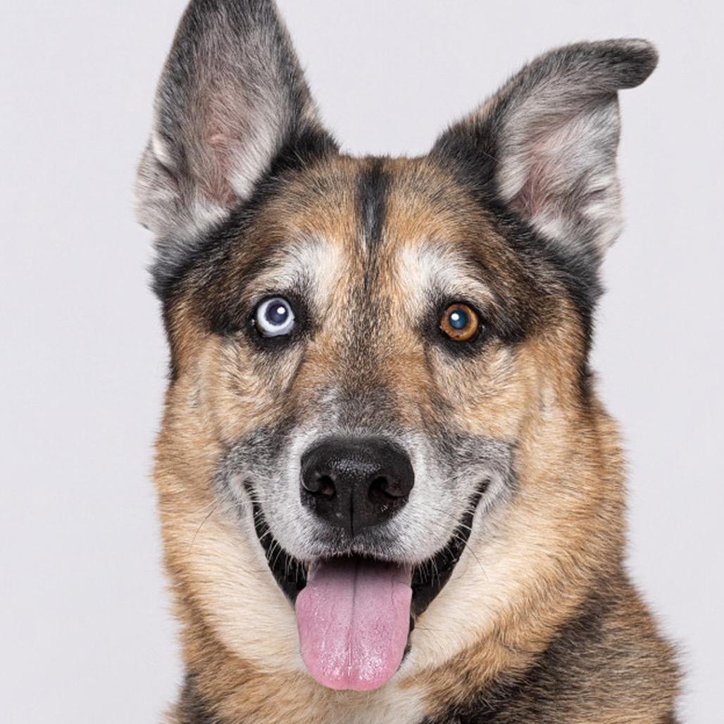 Enlarge Kilo, a Adoptable Mixed Breed in Leander, TX image 3/6