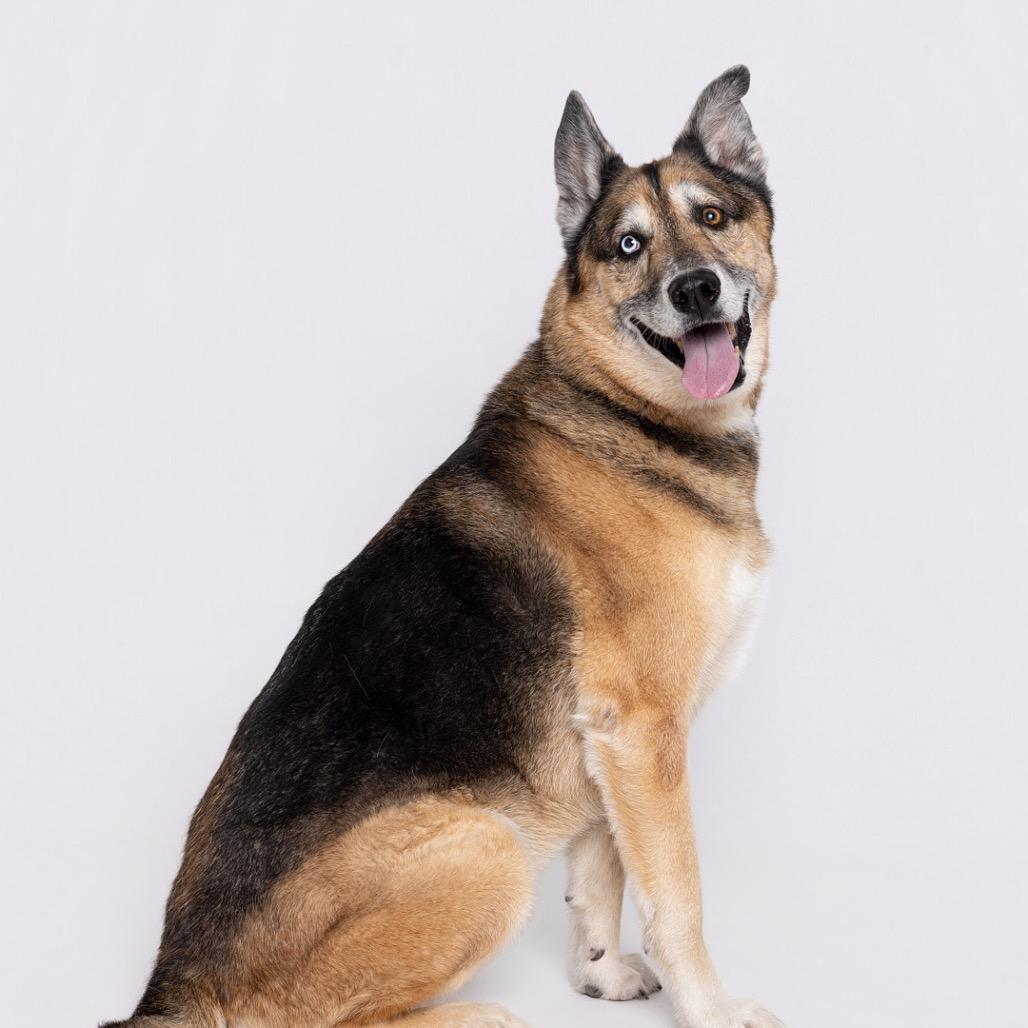 Enlarge Kilo, a Adoptable Mixed Breed in Leander, TX image 4/6