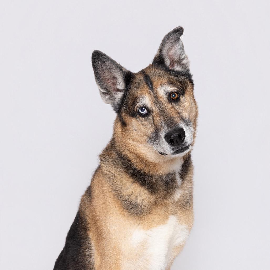 Enlarge Kilo, a Adoptable Mixed Breed in Leander, TX image 5/6