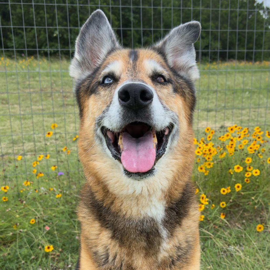 Kilo, a Adoptable Mixed Breed in Leander, TX image 6/6