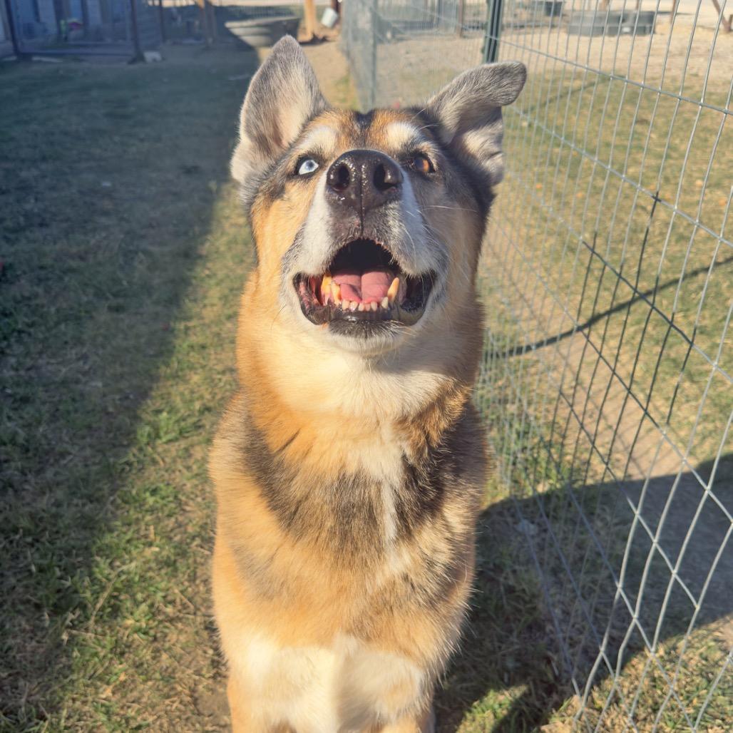 Enlarge Kilo, a Adoptable Mixed Breed in Leander, TX image 6/6