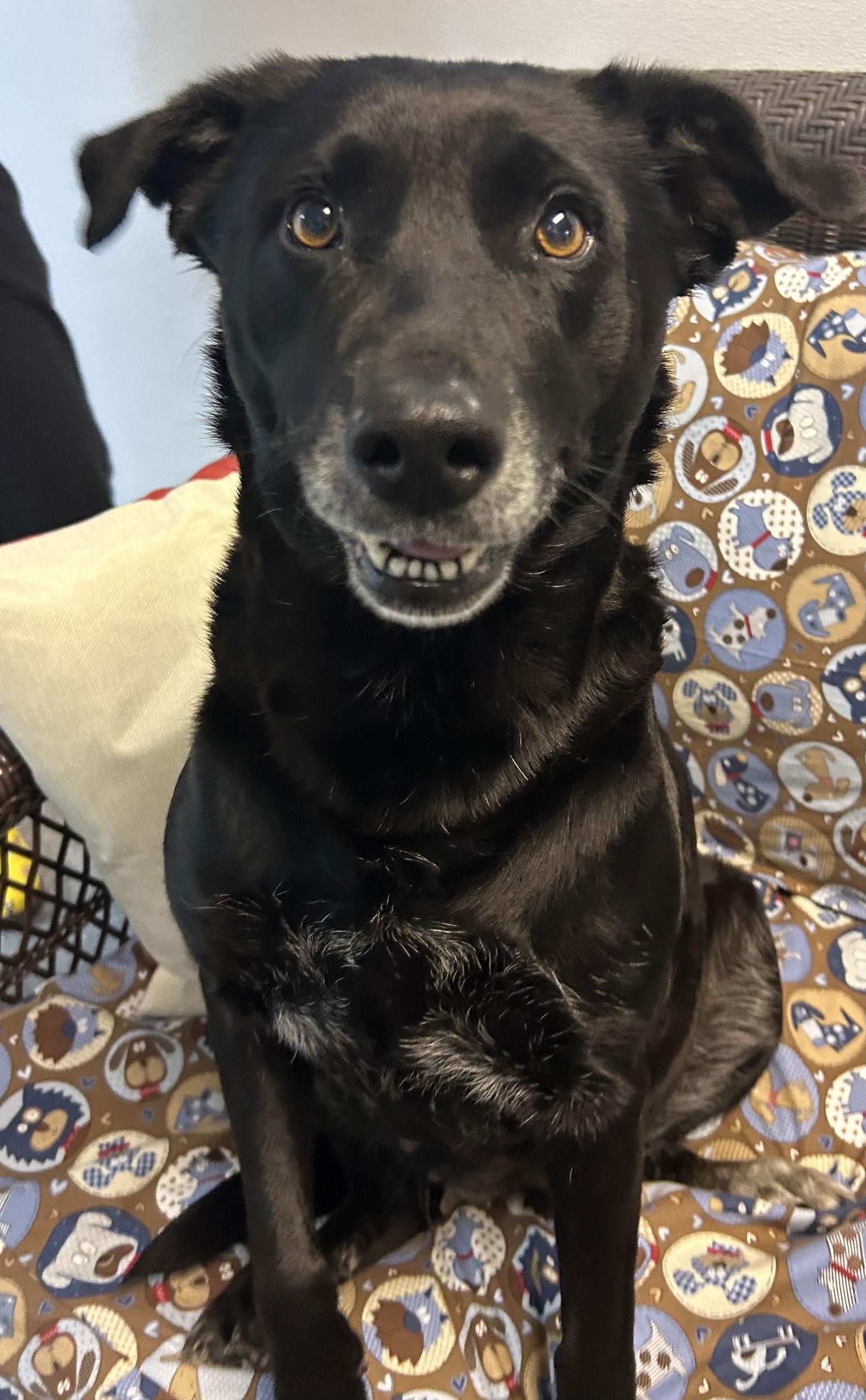 Lacey, Adoptable, Adult Female Labrador Retriever.