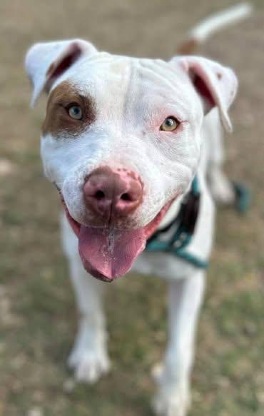 Blue, ADOPTABLE, Adult Male American Bulldog.