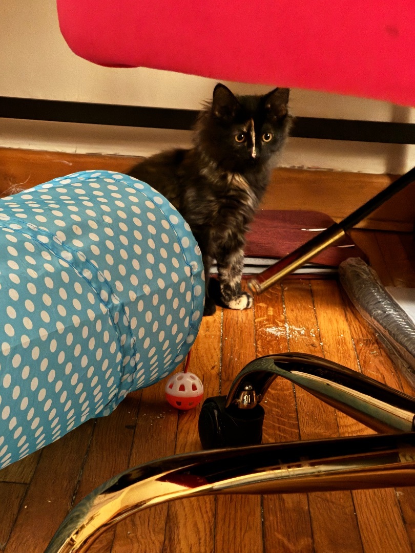 Enlarge Lucille (adoptable w Marigold), a Adopted Domestic Medium Hair in Waseca, MN image 1/1