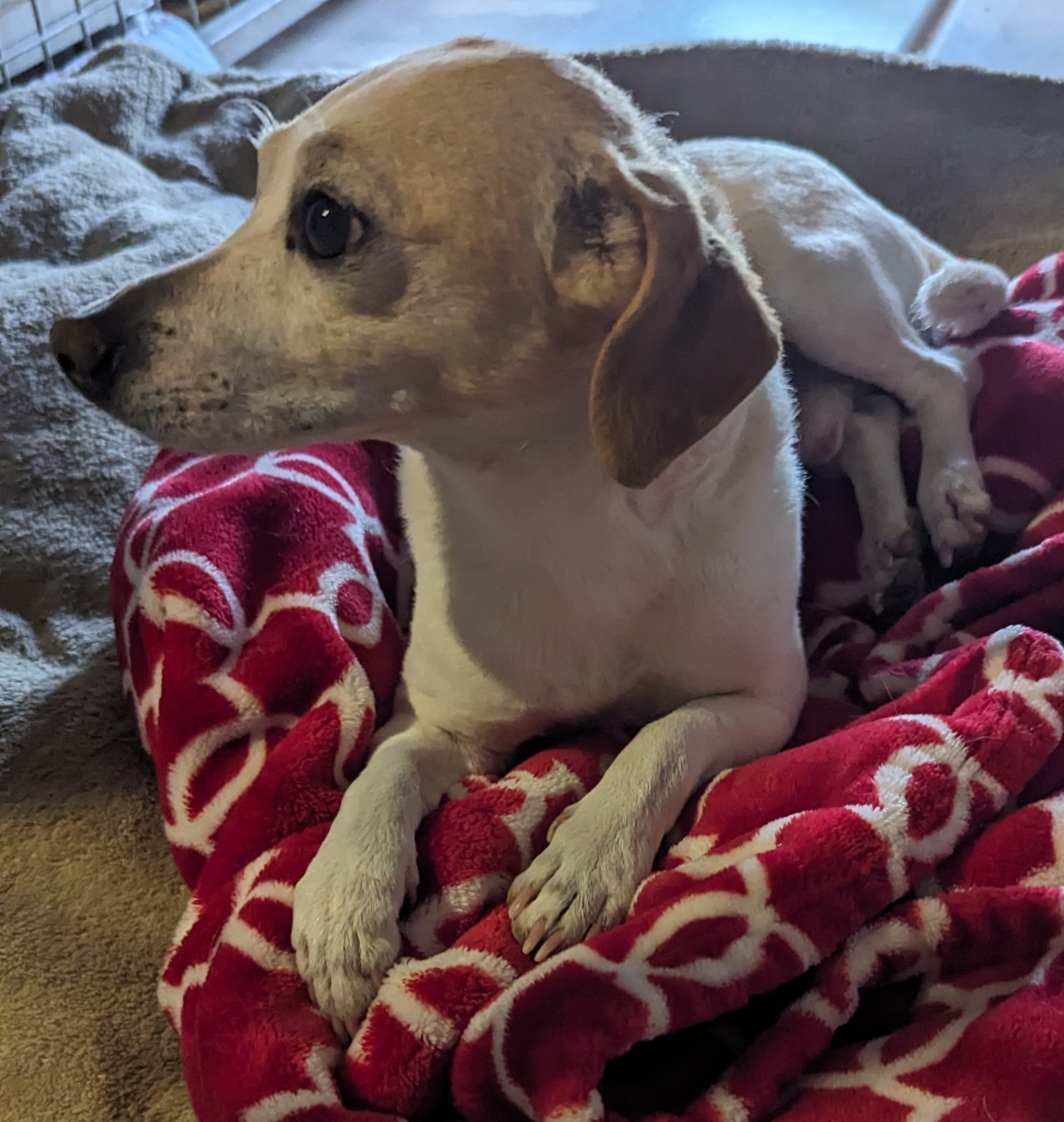 Gavin, a Adopted mixed breed in Albuquerque, NM image 1/6
