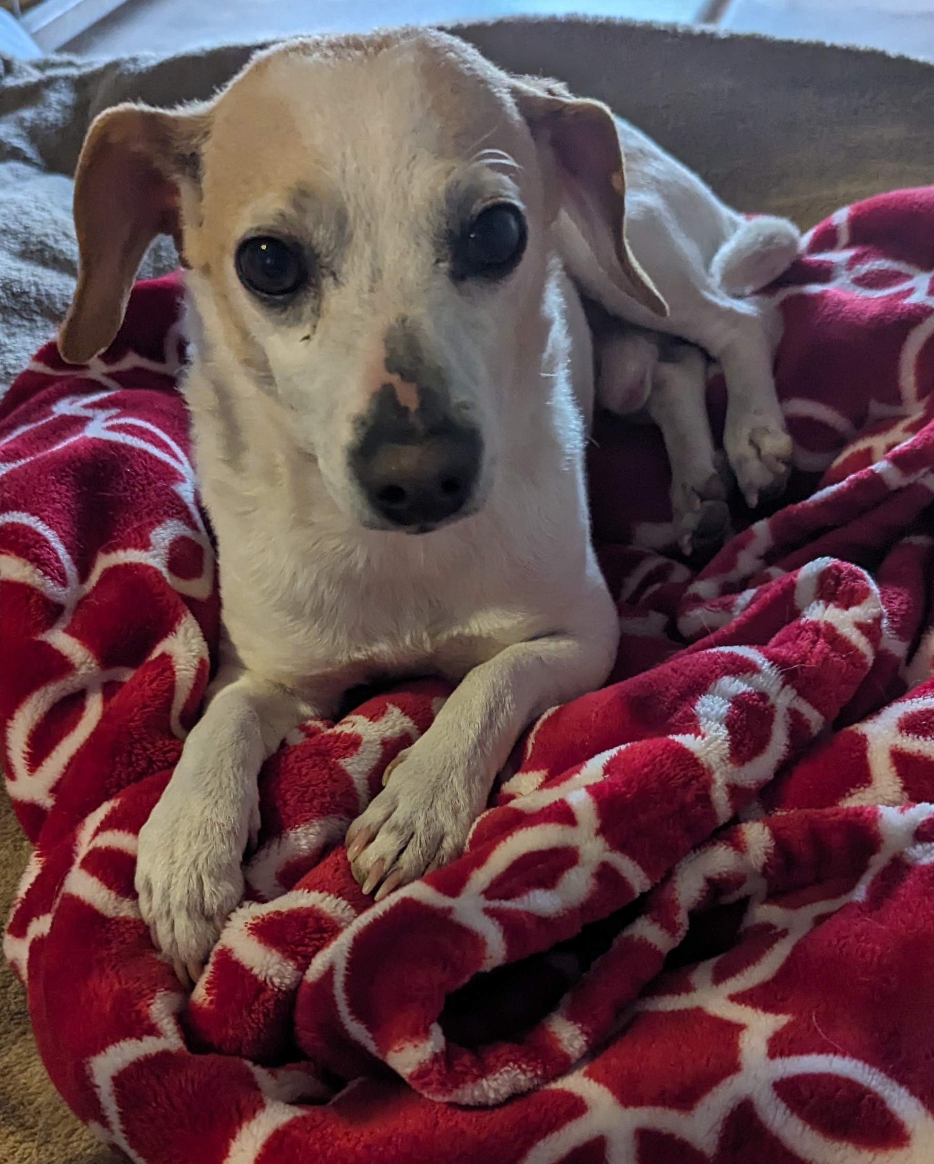 Gavin, a Adopted mixed breed in Albuquerque, NM image 3/6
