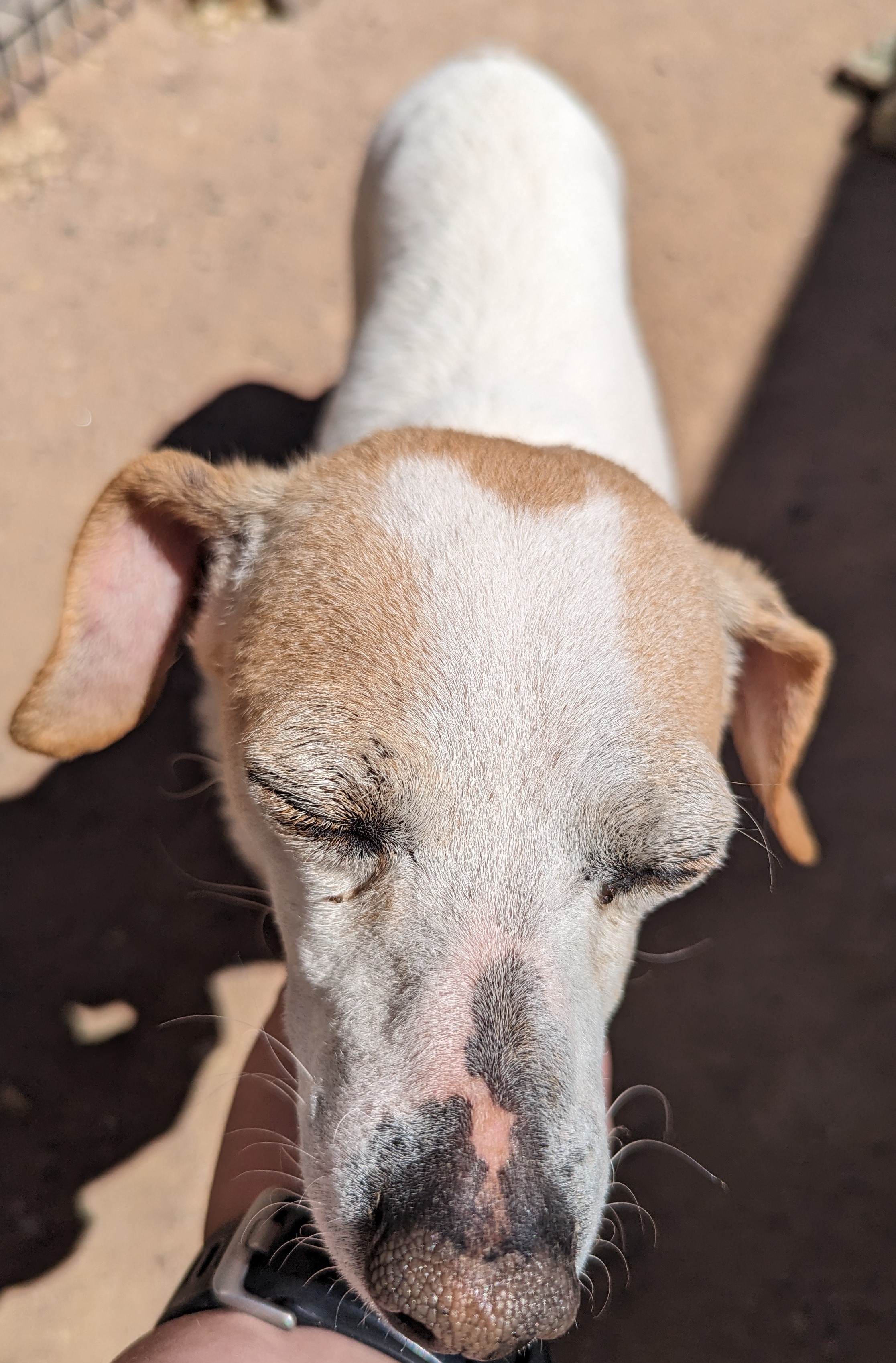 Gavin, a Adopted mixed breed in Albuquerque, NM image 6/6