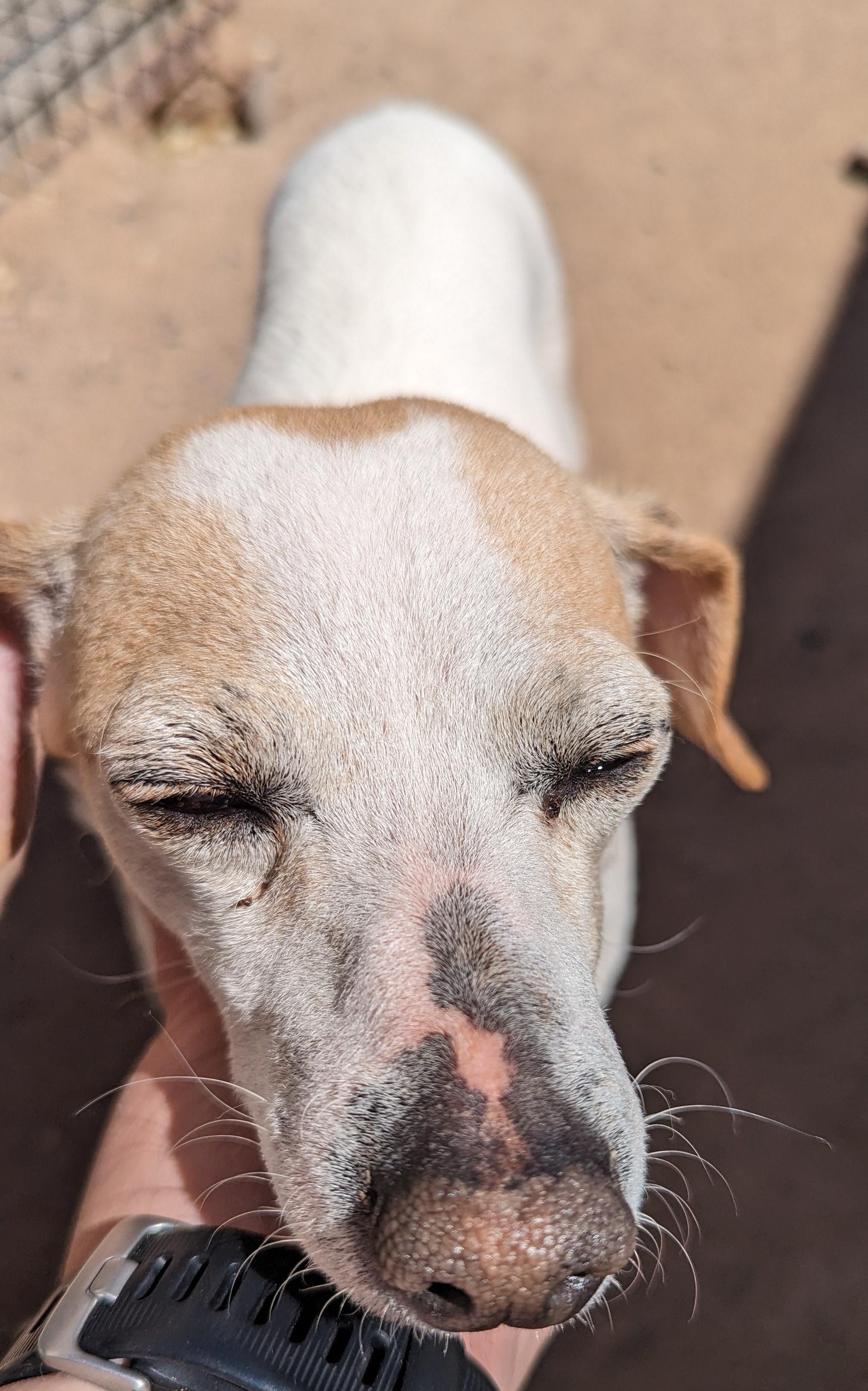 Gavin, a Adopted mixed breed in Albuquerque, NM image 4/6