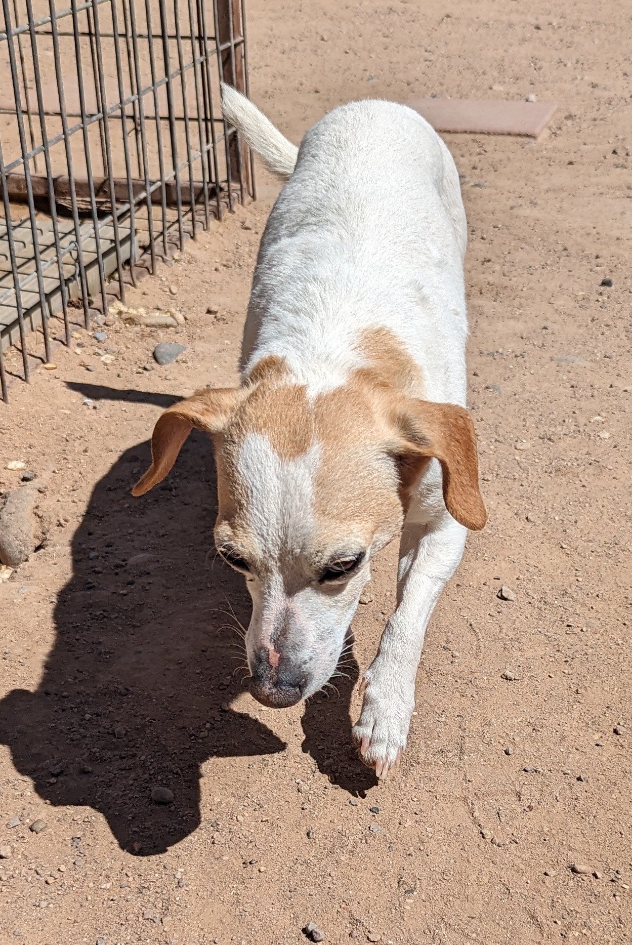 Gavin, a Adopted mixed breed in Albuquerque, NM image 5/6