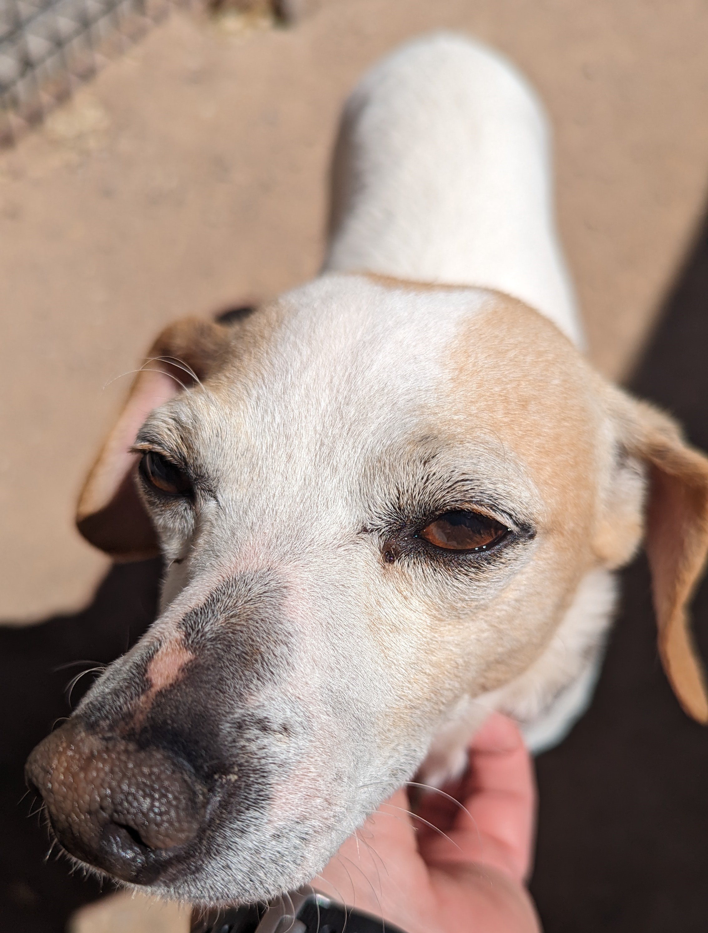 Gavin, a Adopted mixed breed in Albuquerque, NM image 2/6
