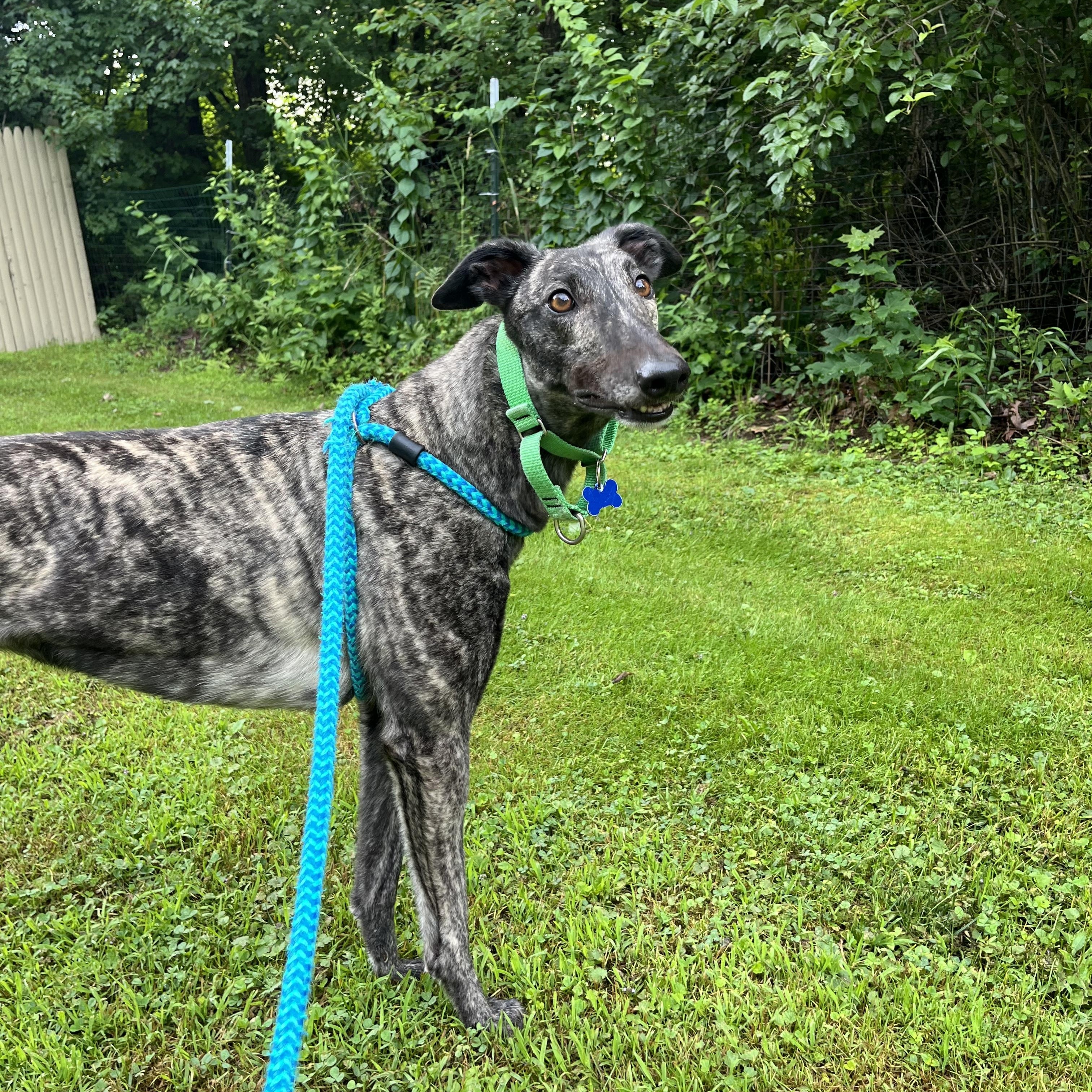 Kira, adopted, Adult Female Greyhound.