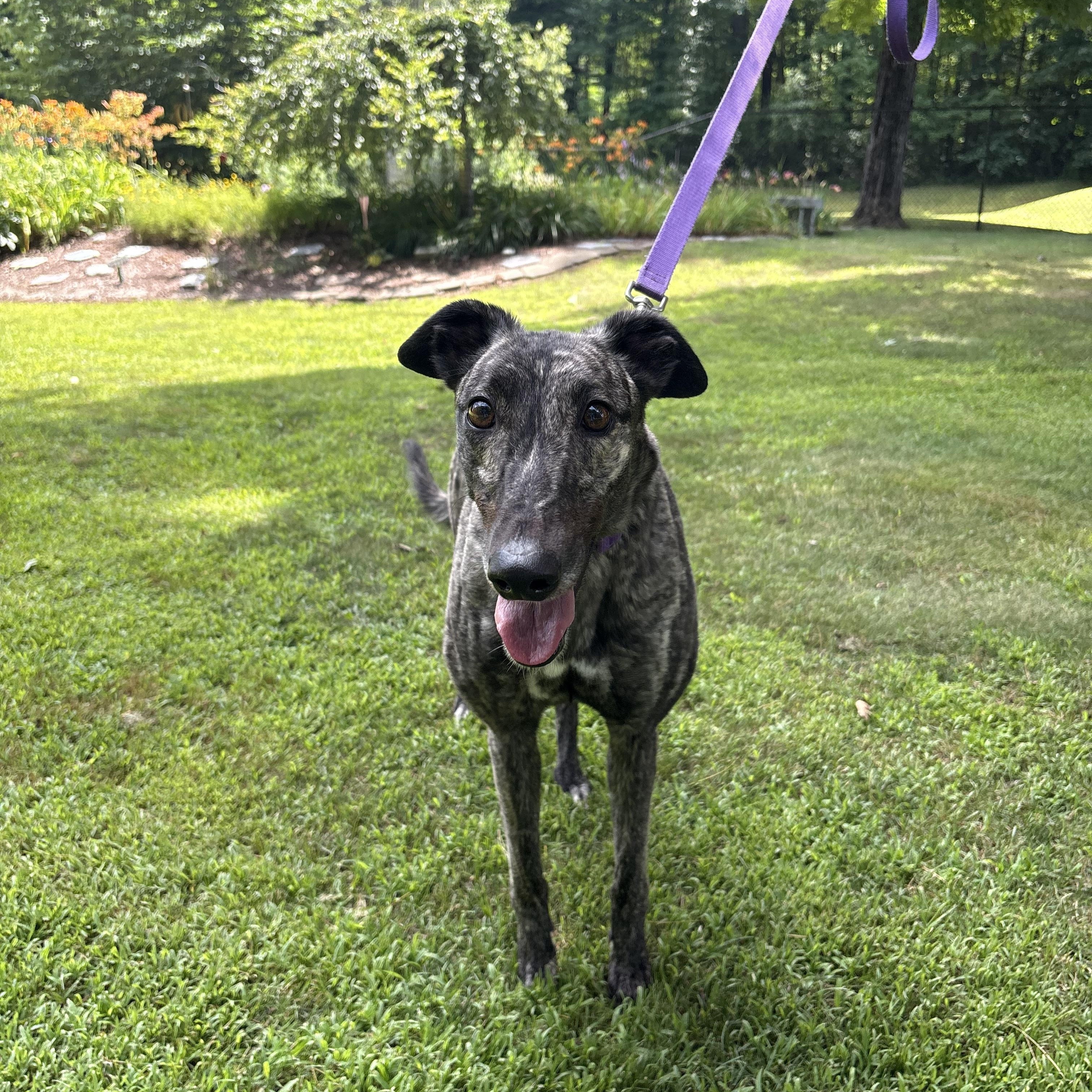 Enlarge Kira, an adopted Greyhound in Swanzey, NH image 2/2