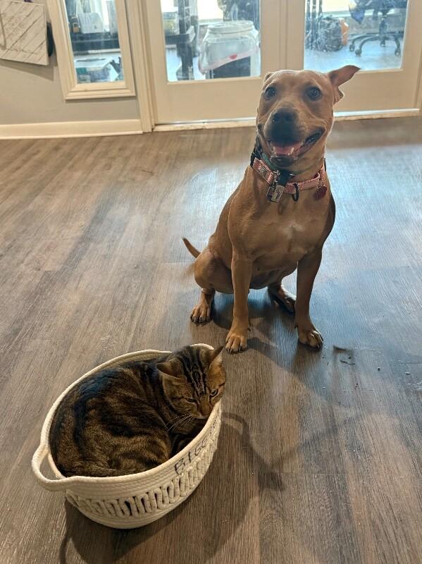 Enlarge Sydney So Loving , a Adoptable mixed breed in Vancouver, WA image 5/6