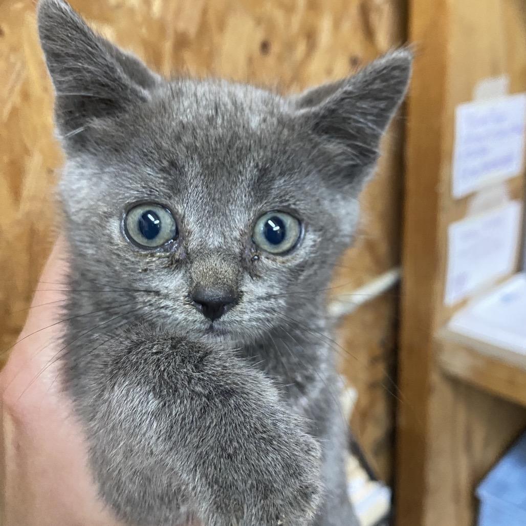 Gator, Adoptable, Kitten Male Domestic Short Hair.