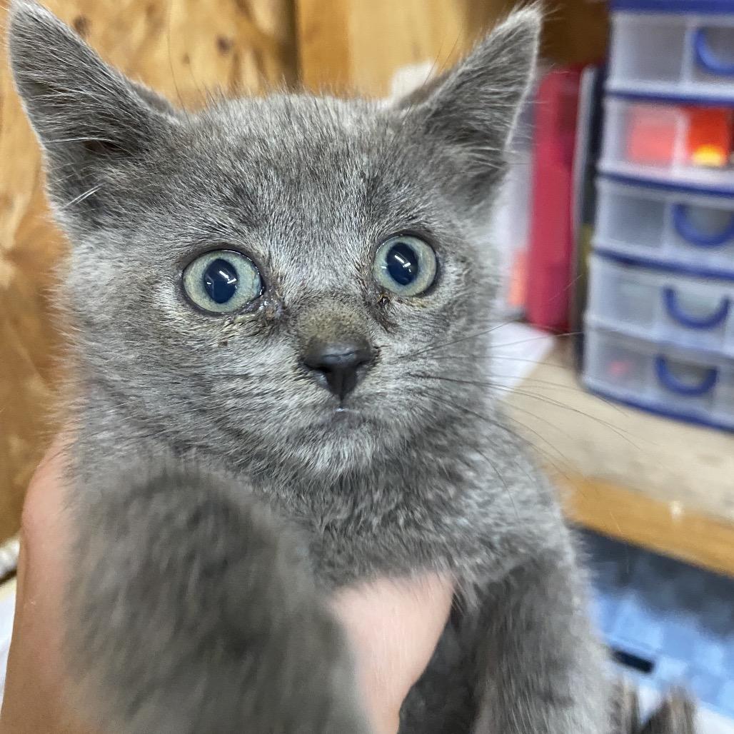 Enlarge Gator, a Adoptable Domestic Short Hair in Blairsville, GA image 2/3
