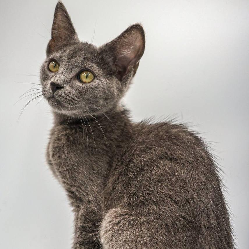 Enlarge Gator, a Adoptable Domestic Short Hair in Blairsville, GA image 3/3