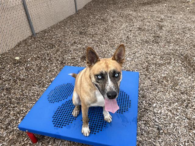 PACHO, Adoptable, Adult Male Australian Cattle Dog / Blue Heeler & Husky.