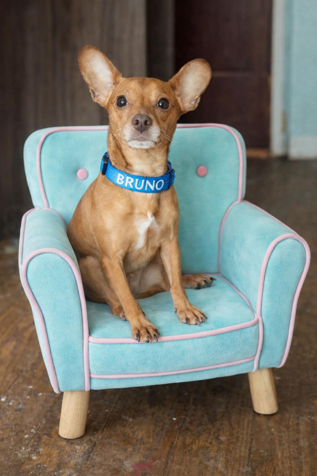 Bruno, a ADOPTABLE mixed breed in New Martinsville, WV image 5/5