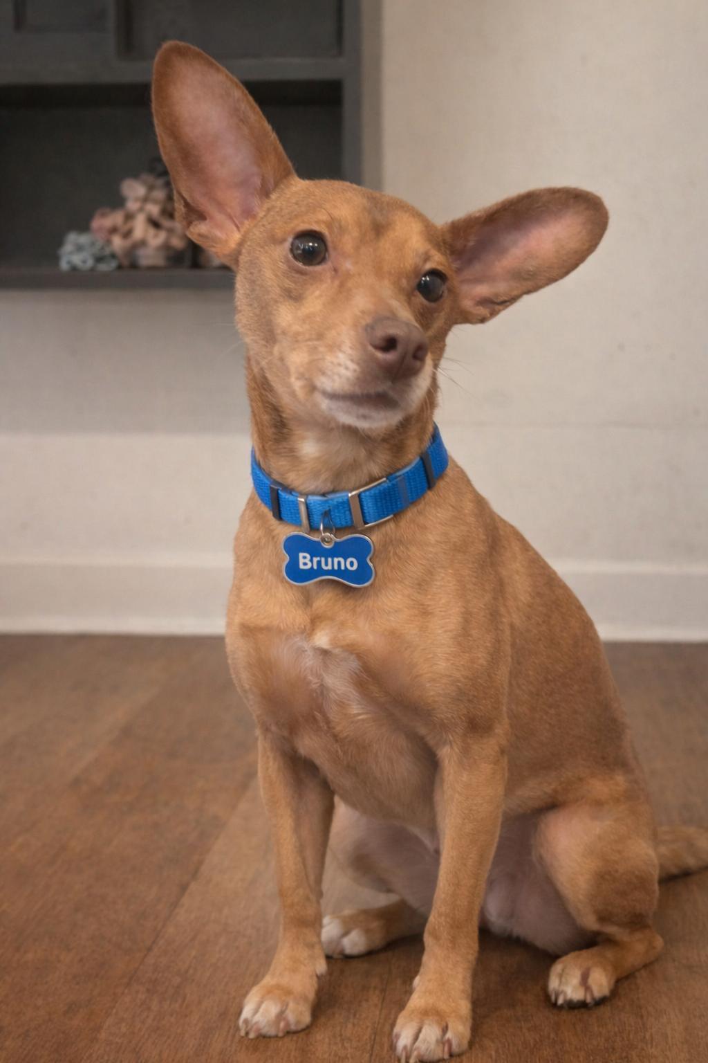 Bruno, a ADOPTABLE mixed breed in New Martinsville, WV image 4/5