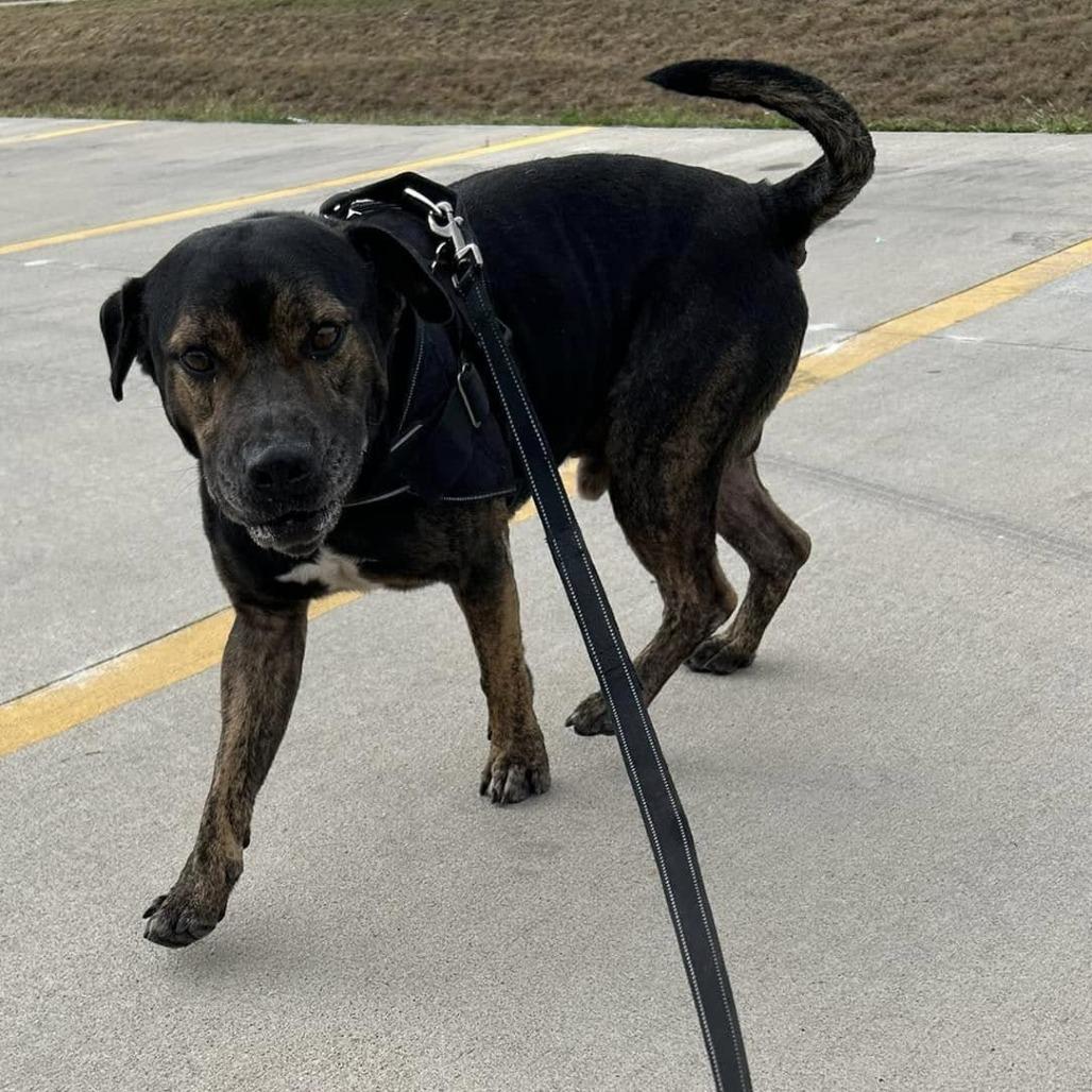 Enlarge Sebastian, a Adoptable mixed breed in Muscatine, IA image 2/6