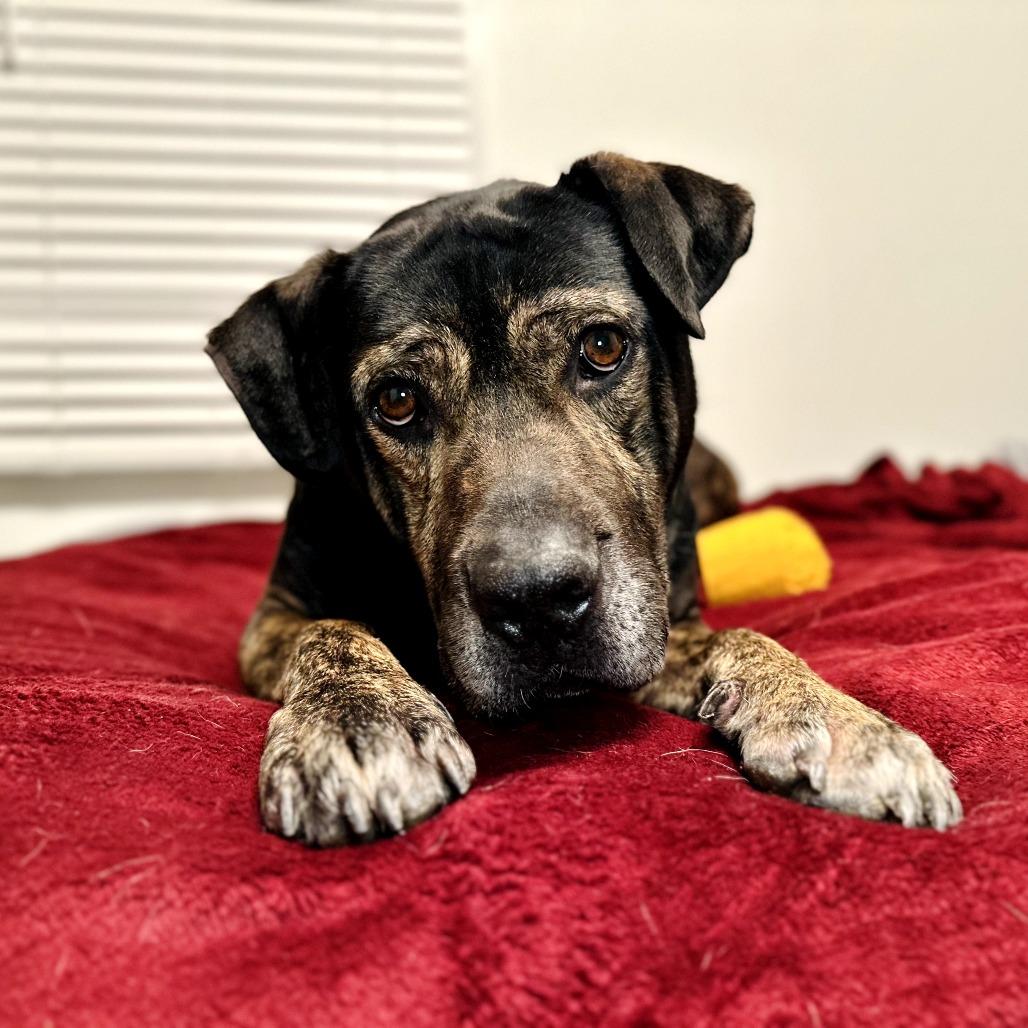 Enlarge Sebastian, a Adoptable mixed breed in Muscatine, IA image 3/6