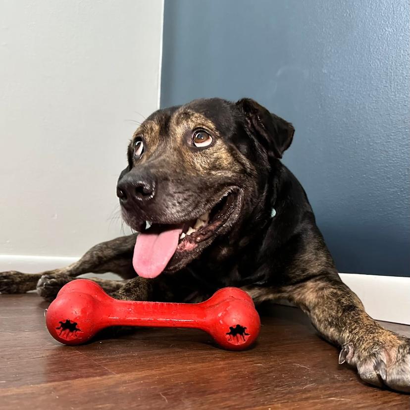 Enlarge Sebastian, a Adoptable mixed breed in Muscatine, IA image 5/6