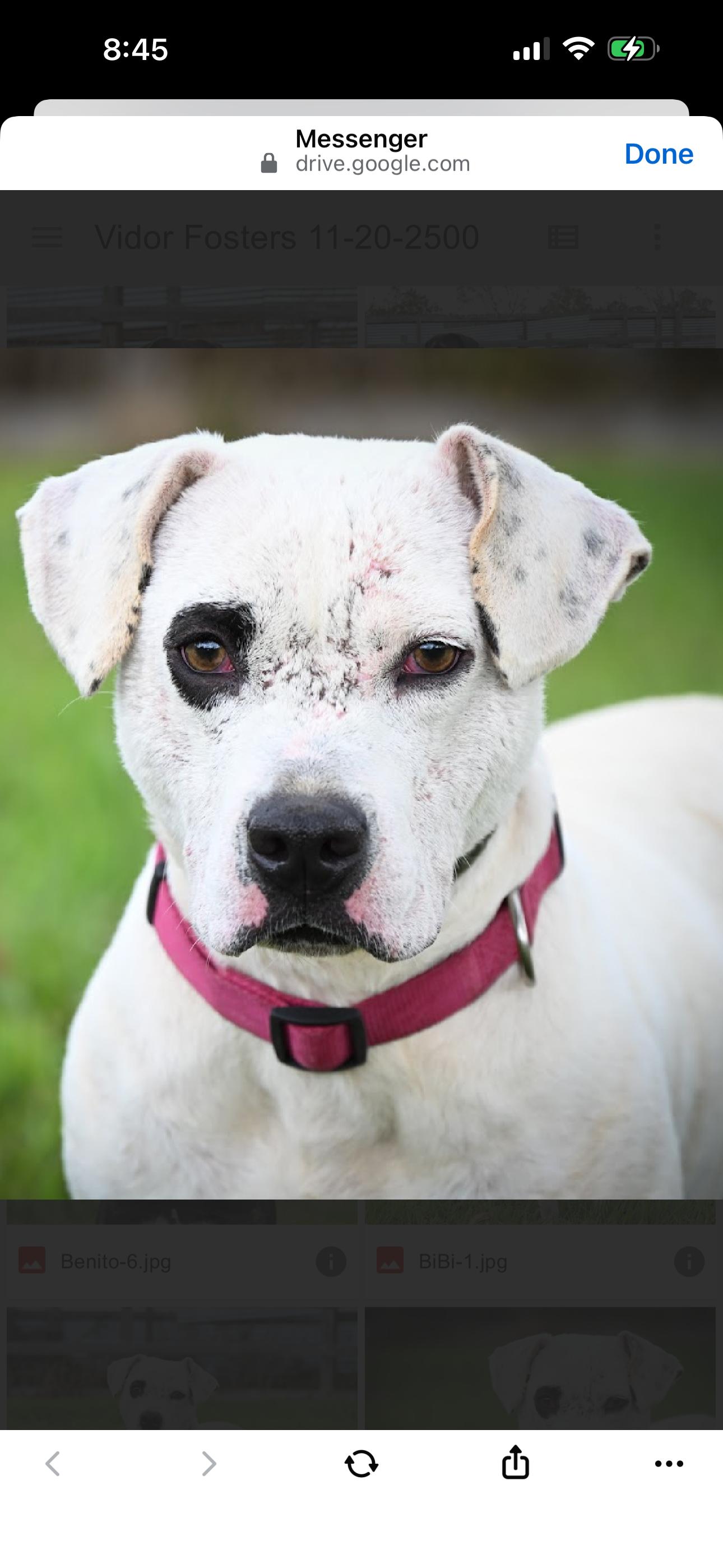 BB, ADOPTABLE, Young Female Pit Bull Terrier.