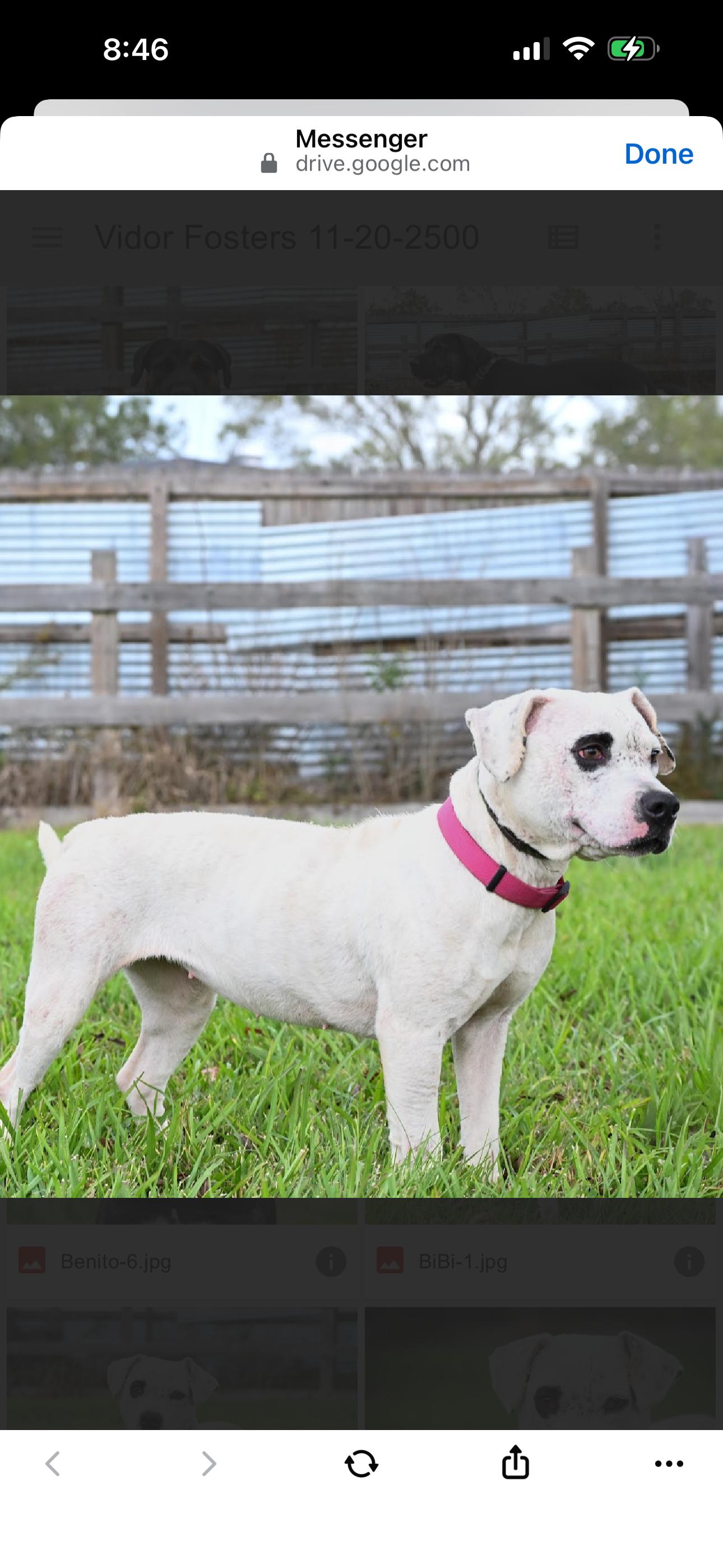 Enlarge BB, a ADOPTABLE mixed breed in Bronson, TX image 2/3