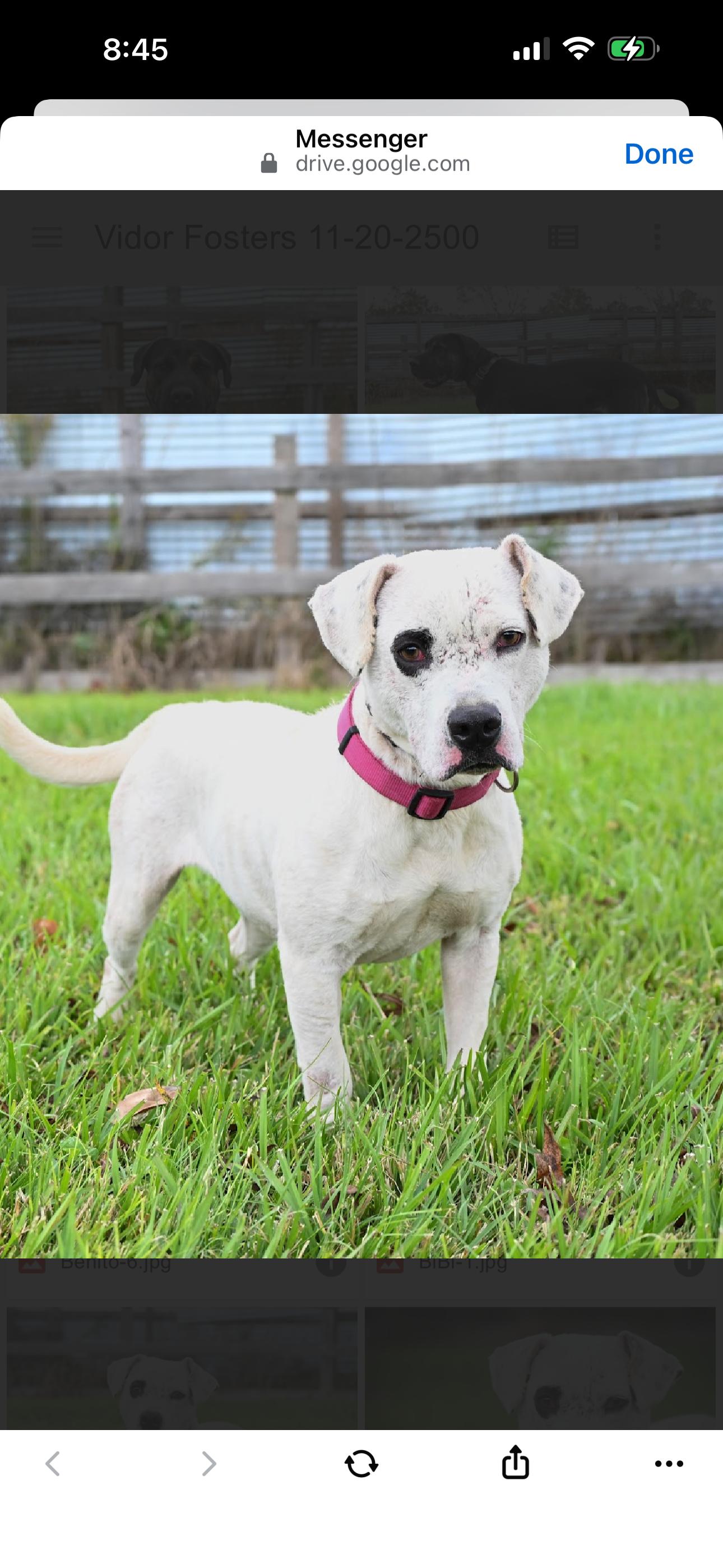 Enlarge BB, a ADOPTABLE mixed breed in Bronson, TX image 3/3