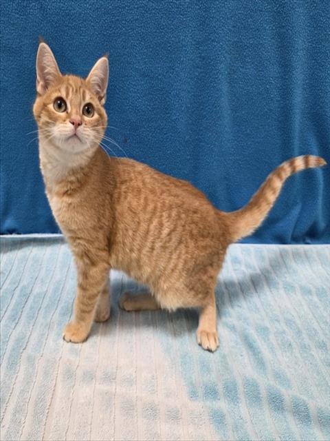 Enlarge CHUCKY, a Adoptable Domestic Short Hair in Norco, CA image 1/1