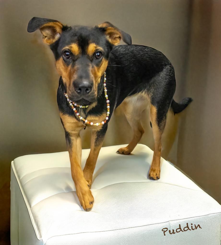 Puddin, Adoptable, Puppy Female German Shepherd Dog & Australian Cattle Dog / Blue Heeler.