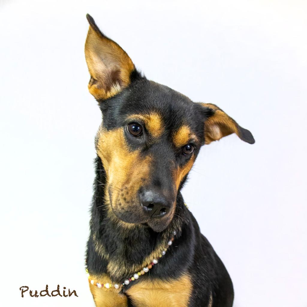 Puddin, a Adoptable mixed breed in Hot Springs Village, AR image 2/4