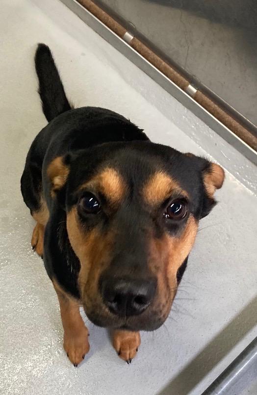 Puddin, a Adoptable mixed breed in Hot Springs Village, AR image 3/4