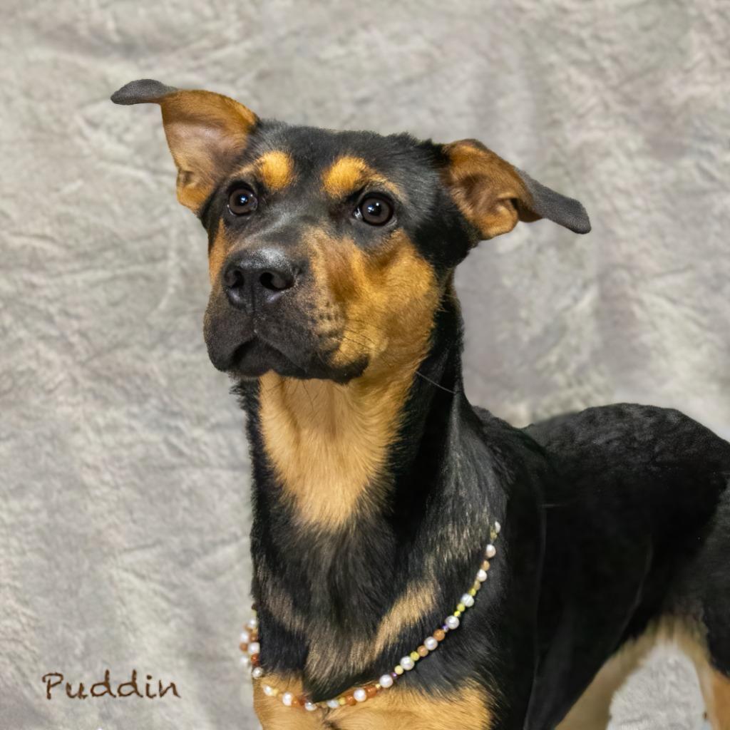 Puddin, a Adoptable mixed breed in Hot Springs Village, AR image 4/4